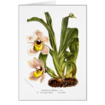 Zygopetalum cerinum cards