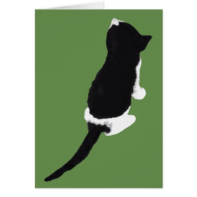 Μυξα / Myxa (a kitten from Zakynthos) (Front)