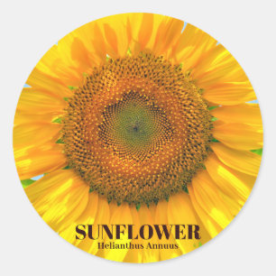 ひまわり CLASSIC ROUND STICKER
