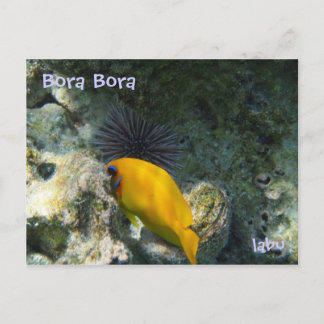 ウニと熱帯魚 POSTCARD