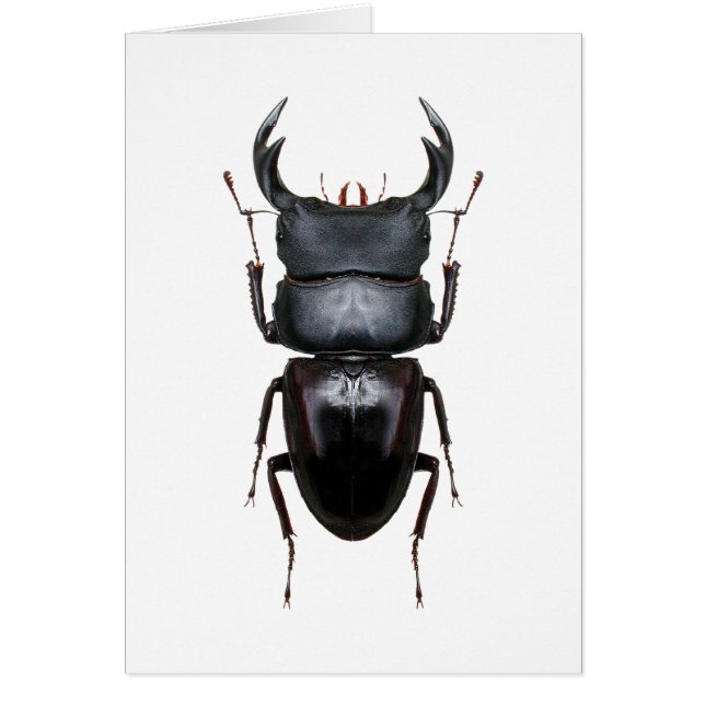 オオクワ・Dorcus (Devant)