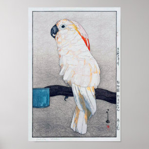 オオバタン・オウム, Salmon-crested cockat Poster