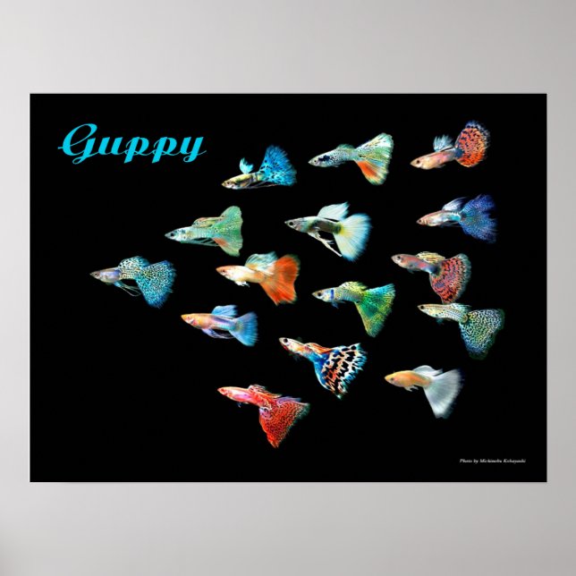 グ ピ ー ポ POSTER (Front)