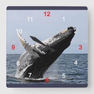 ザトウクジラ SQUARE WALL CLOCK