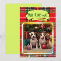 チェック柄がかわいいジャックラッセルテリアの子犬たちとクリスマス♡ 