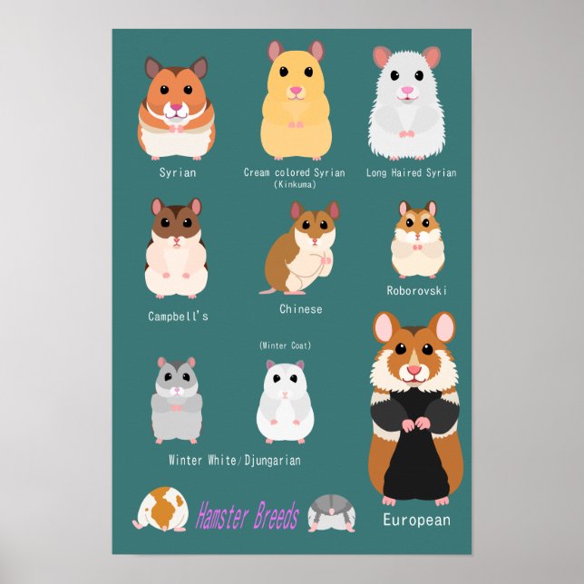 ハムスターの種類一覧 POSTER (Front)