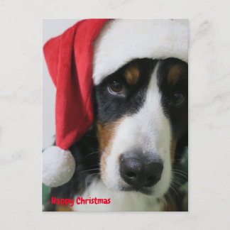 バーニーズマウンテンドッグ　クリスマスカード HOLIDAY POSTCARD