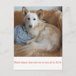 ワイルドミックスドッグ雪音の2019年賀状 POSTCARD