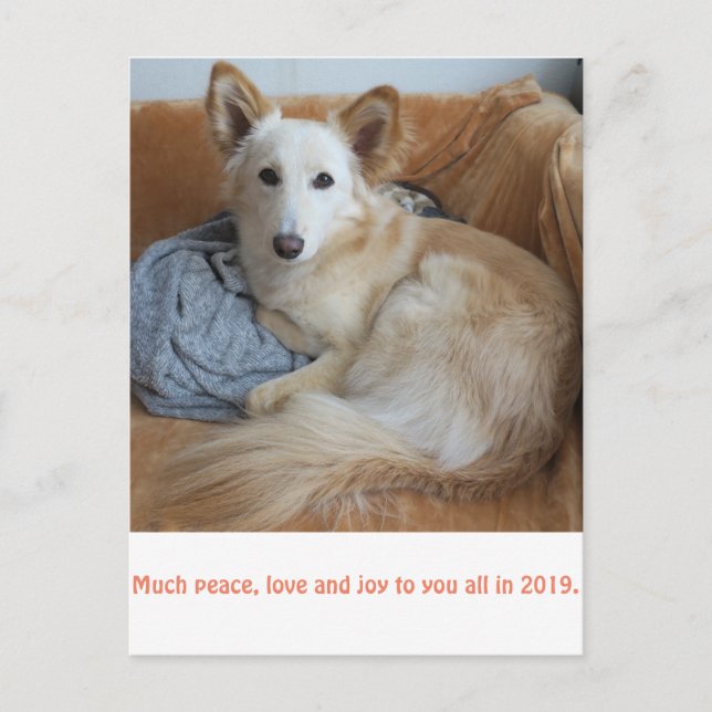 ワイルドミックスドッグ雪音の2019年賀状 POSTCARD (Front)