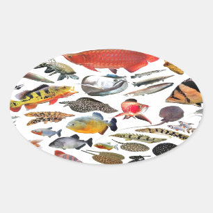 大型熱帯魚 OVAL STICKER