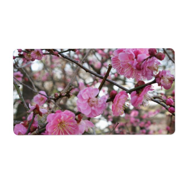 桜 de （rose de fleurs de cerisier/de Sakura/サクラ) (Devant)