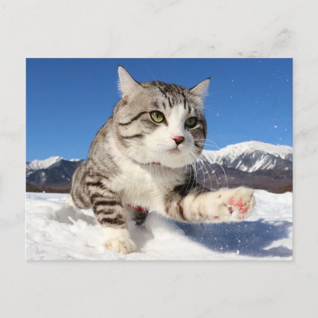 野 良 猫 ニ ャ ン 吉   ! POSTCARD (Front)