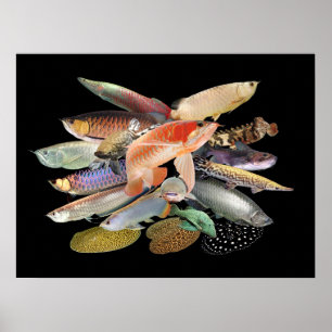 飛び出す大型熱帯魚たち,N0.02 POSTER