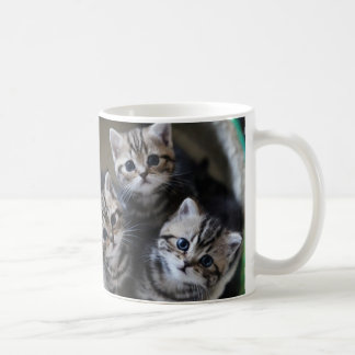 ３匹のアメリカンショートヘアの子猫たち　マグカップ COFFEE MUG