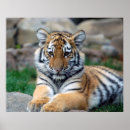 Search for tiger cubs posters Wild