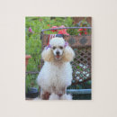 Recherche de poodle puzzles Chien