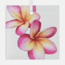 Search for plumeria ornaments Frangipani