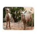 Recherche de mouflon magnets Faune