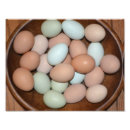 Search for chicken egg posters Country