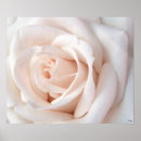 Search for hybrid tea rose posters Bloom