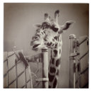 Search for giraffe tiles Zoo