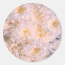 Search for chrysanthemums stickers White