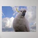 Recherche de cockatoo posters Animaux