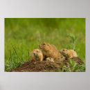 Recherche de arsenal posters Faune