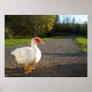 Recherche de canards posters Animal de ferme