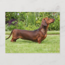 Recherche de dachshund cartes postales Plage