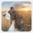 Search for english springer spaniel stickers Dog