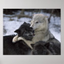 Search for winter wolves posters Nature