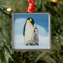 Search for animals of the wild ornaments Antarctica