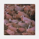Recherche de défenses magnets Animal