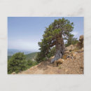 Search for artemis postcards Nature