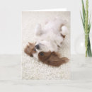 Search for shot photo cards Dog