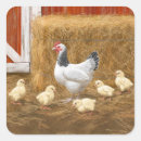 Search for chicken mama stickers Chickens