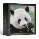 Search for giant panda binders Cute