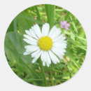 Recherche de herbe sauvage autocollants Mignon