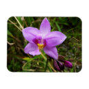 Recherche de orchidée magnets Tropical