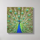 Search for peacock feather canvas prints Birds