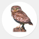 Search for owl stickers Bird of prey