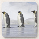 Search for snow coasters Penguin
