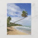 Recherche de tronc cartes postales Sable