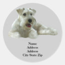 Search for mini schnauzer stickers Terrier