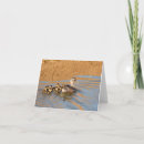 Recherche de caneton vœux cartes Faune