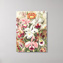 Recherche de orchidée art Ernst haeckel