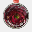 Search for succulents ornaments Desert plant