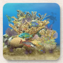 Search for snorkelling coasters Fish