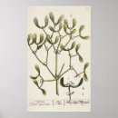 Recherche de gui posters Baie